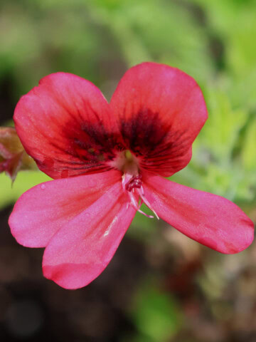 a scarlet unique scented geranium flower