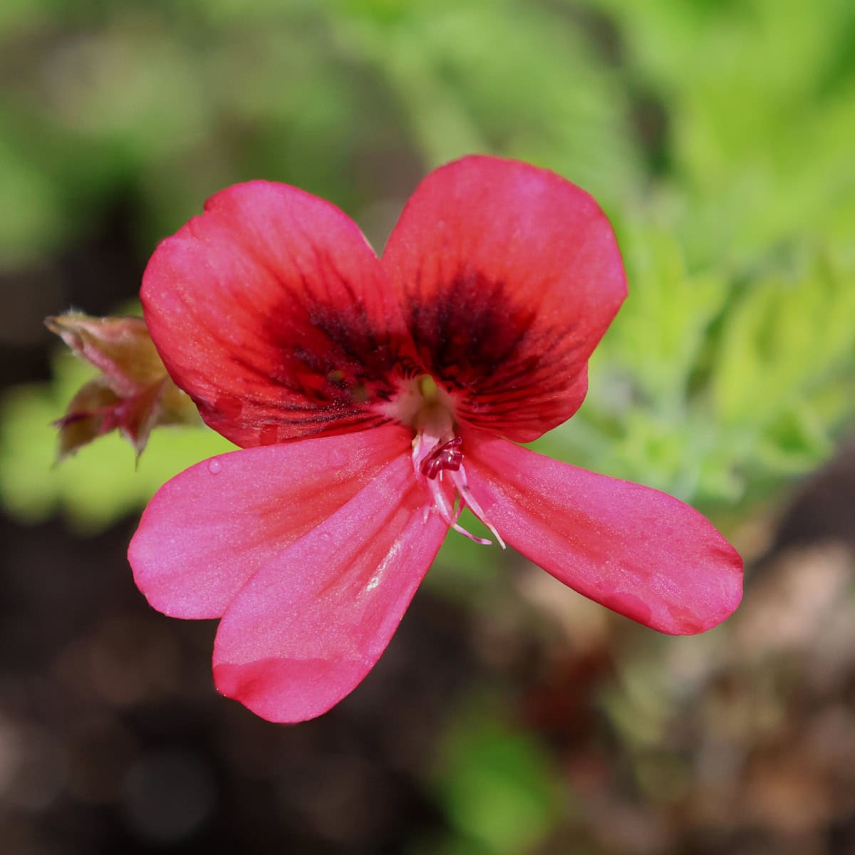 a scarlet unique scented geranium flower