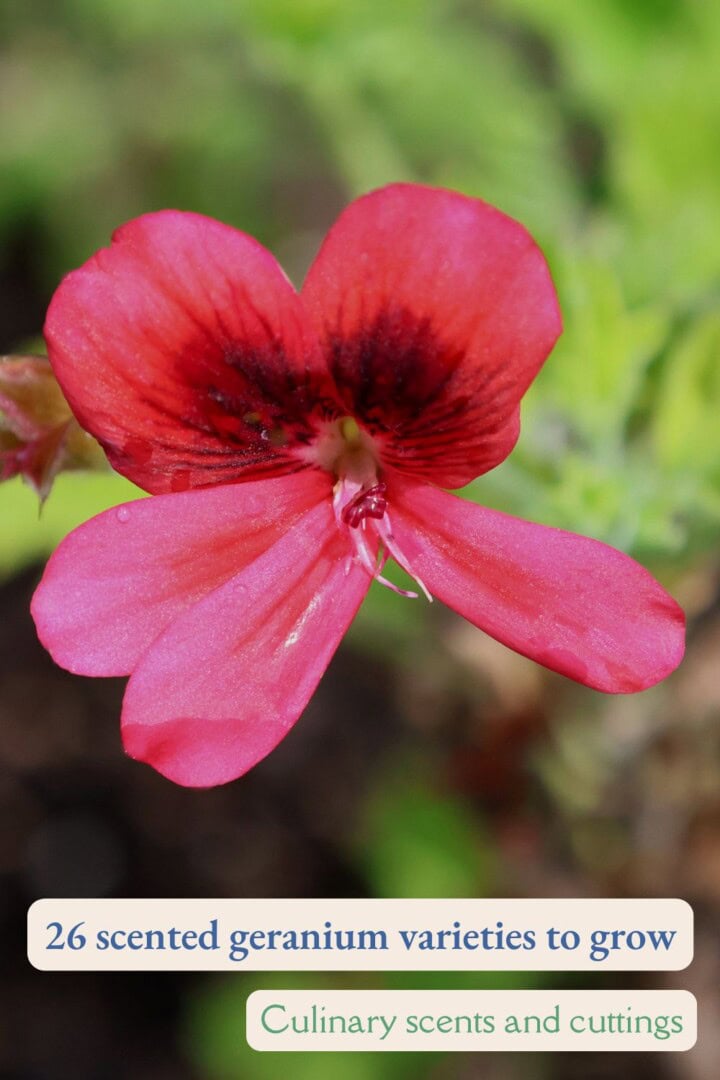 a labeled photo of a scarlet unique scented geranium flower