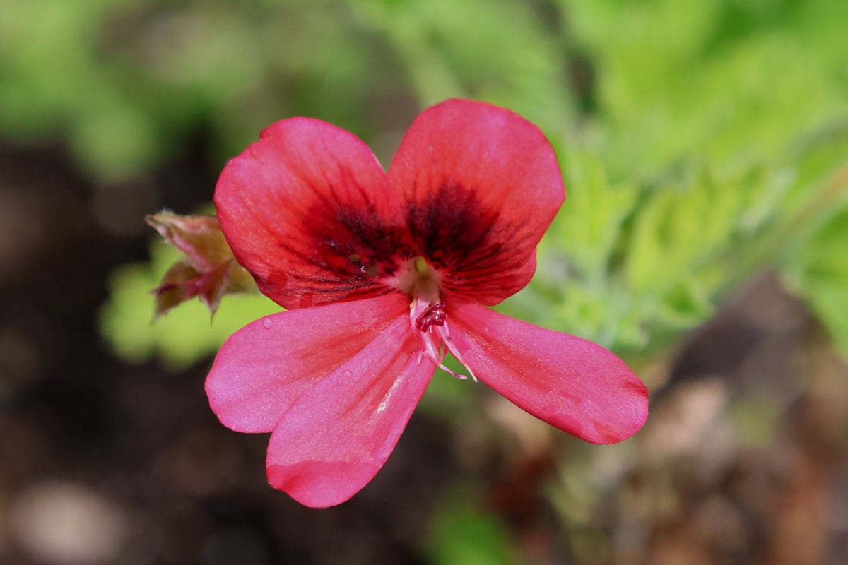 a scarlet unique scented geranium flower