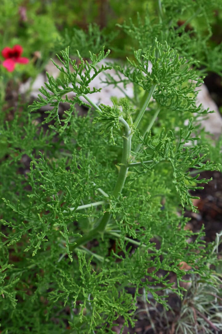a select northern pine scented geranium plant