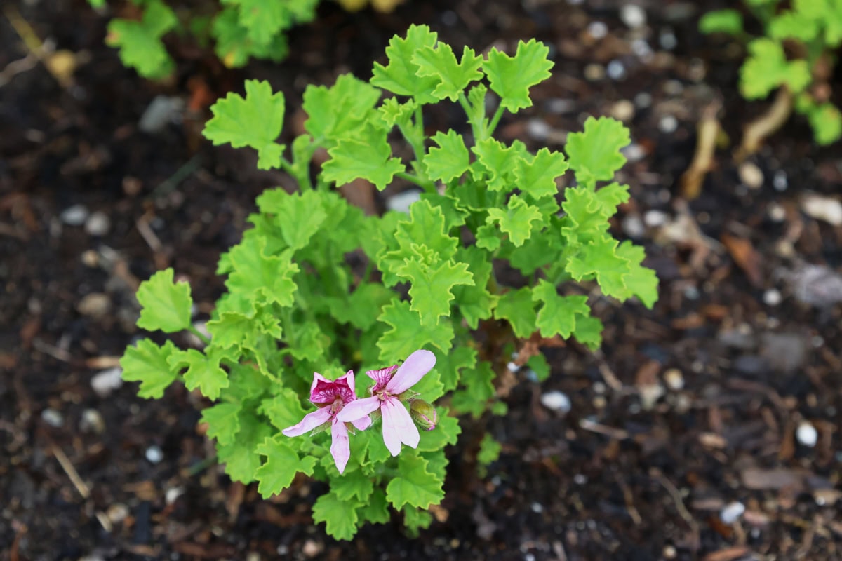 a flowering strawberry scented geranium plant