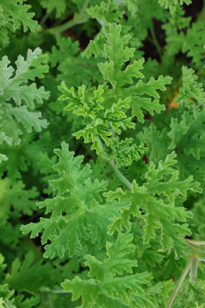 a true rose scented geranium plant