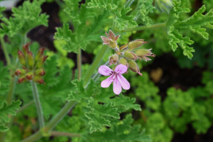 a flowering true rose scented geranium plant