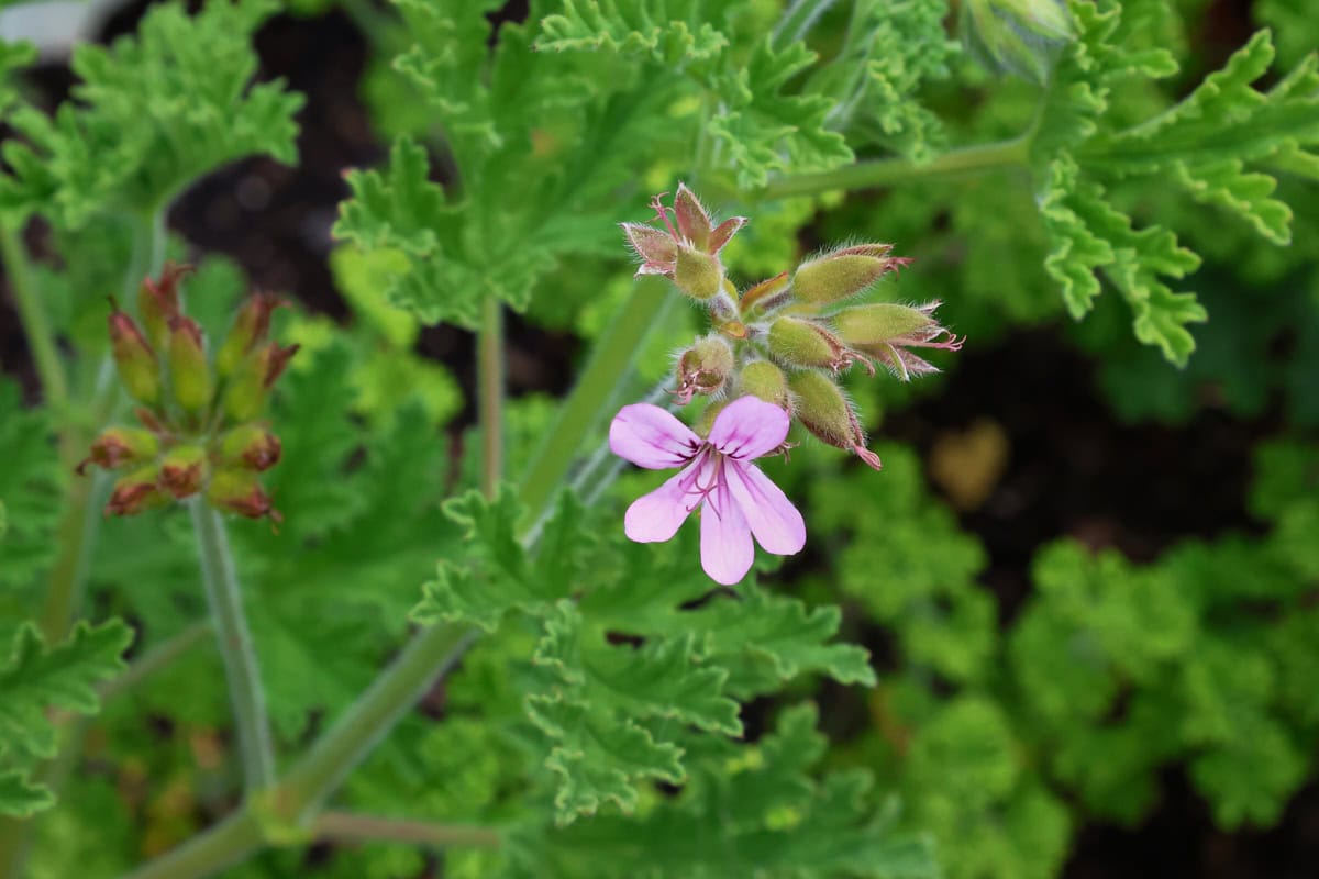 a flowering true rose scented geranium plant