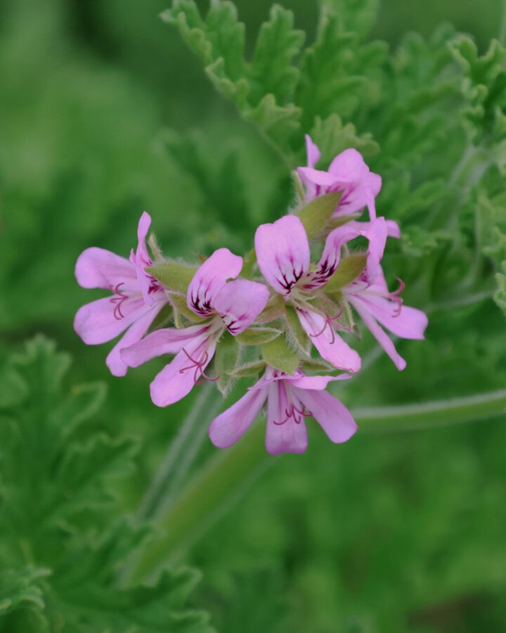 a flowering true rose scented geranium plant