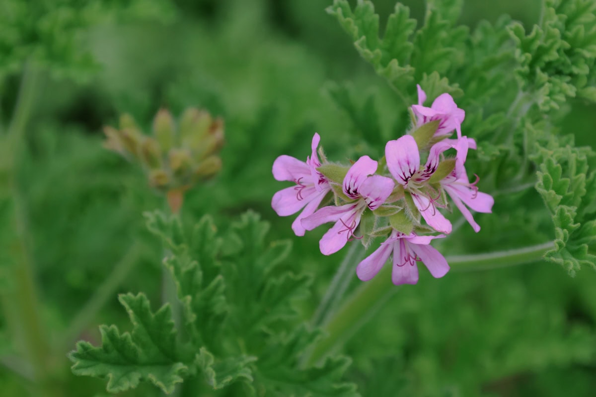 a flowering true rose scented geranium plant