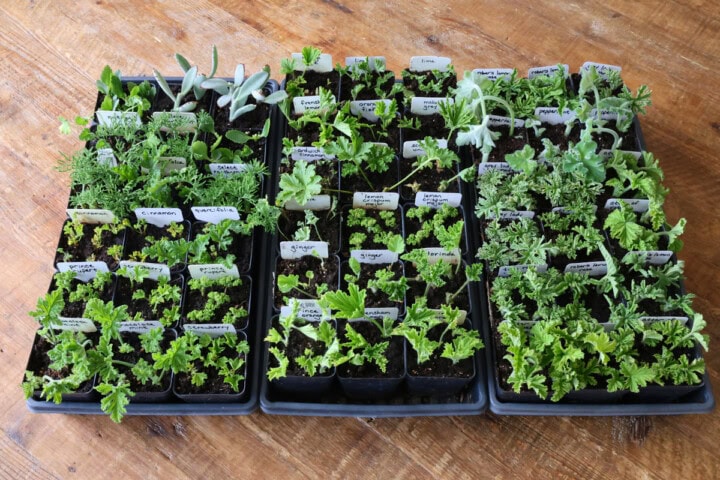 scented geranium cuttings in 3 nursery trays