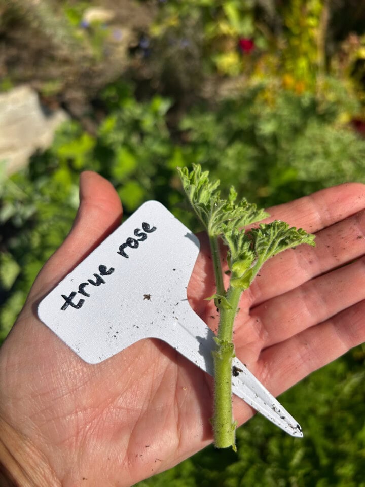 a true rose scented geranium cutting and plant tag in an open hand, and plants in the background