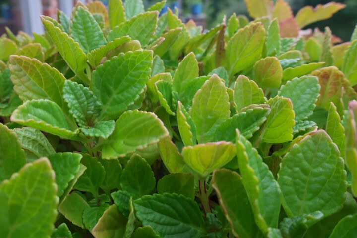 african potato mint plants
