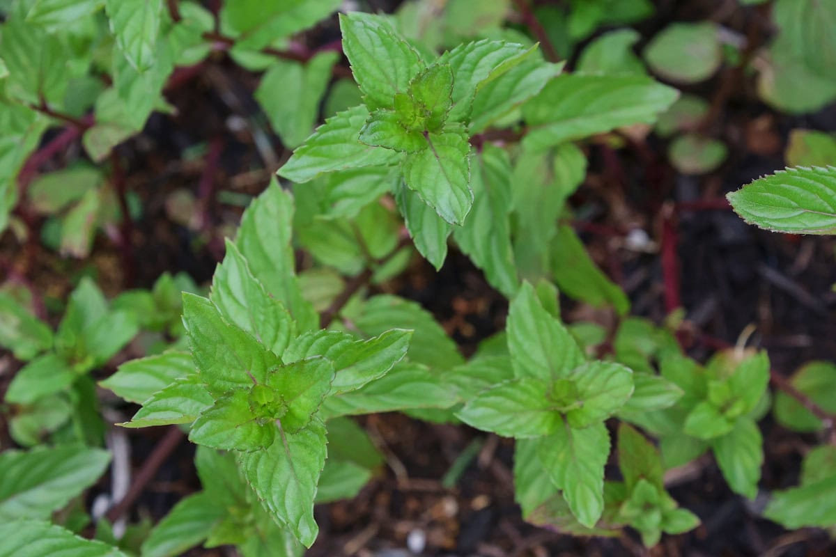 after 8 chocolate mint plants