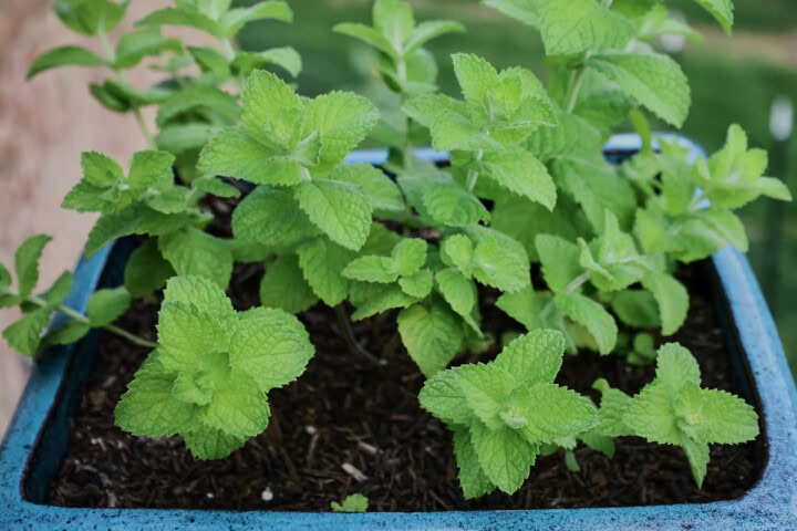 apple mint plants