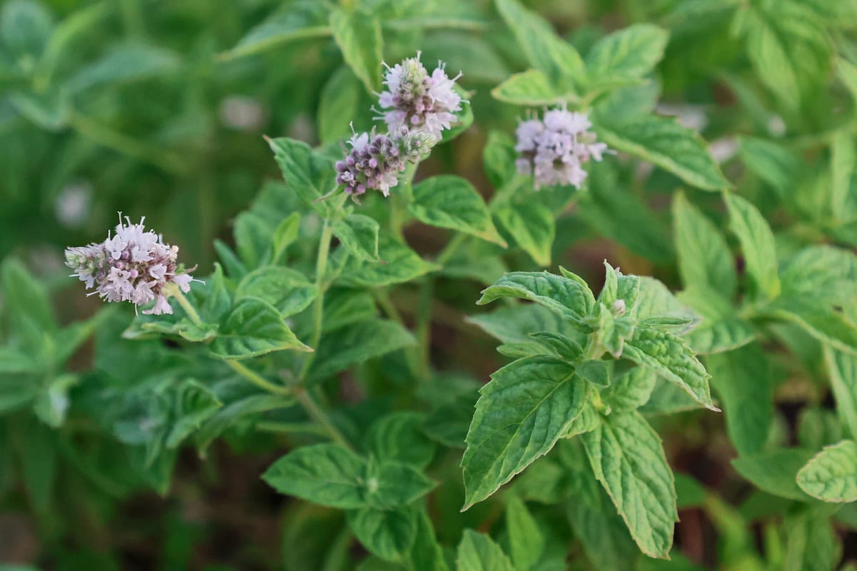 arabian mint plants