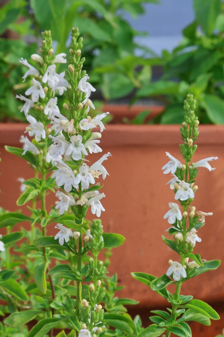 balkan mint plants from ginger's greenhouse