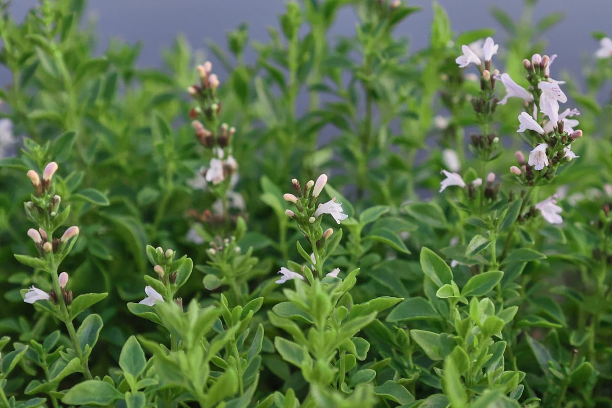 balkan mint plants from richter's herbs
