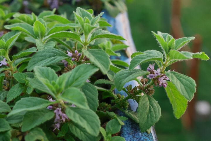 banana mint plants