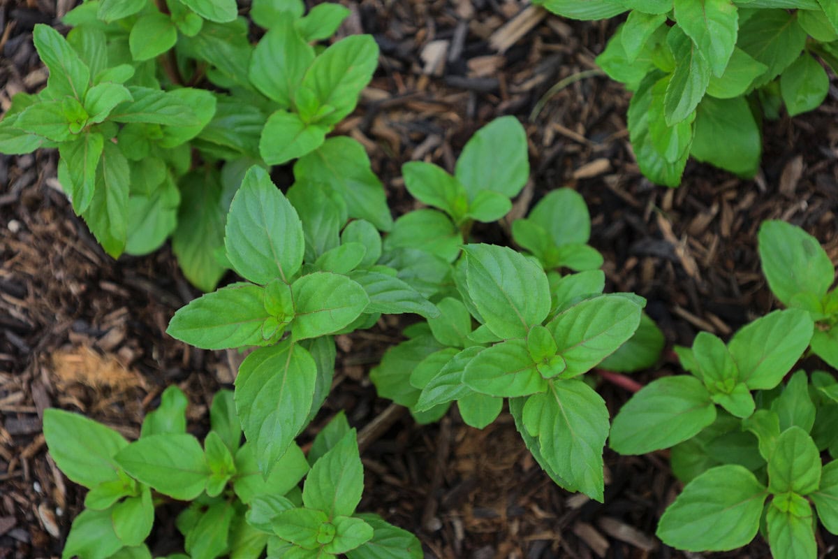 basil mint plants