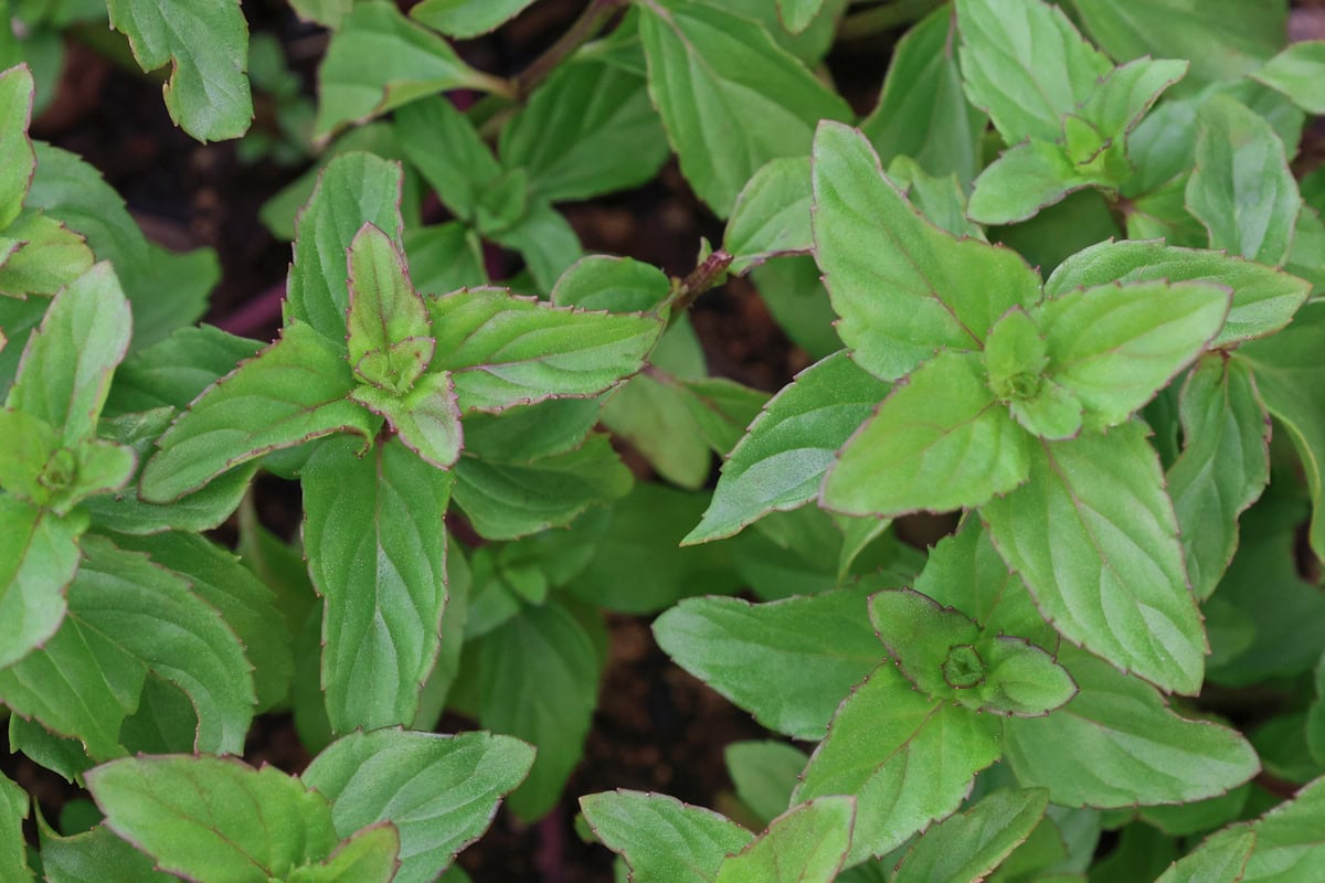 basil mint plants