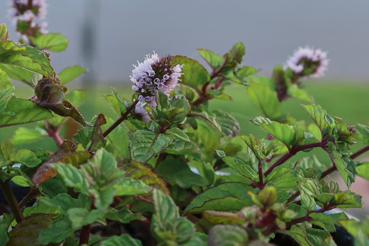 berries and cream mint plants