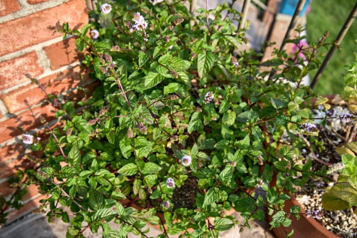 berries and cream mint plants