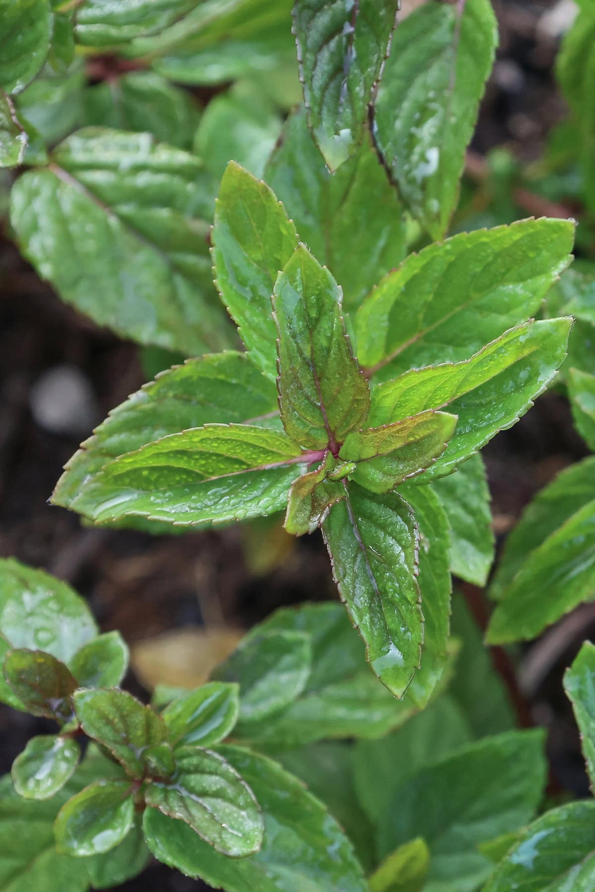 black mitcham peppermint plants