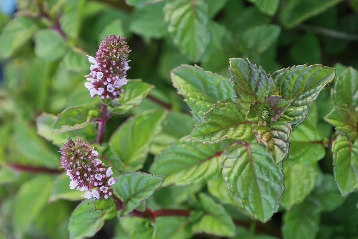 blackcurrant mint plants
