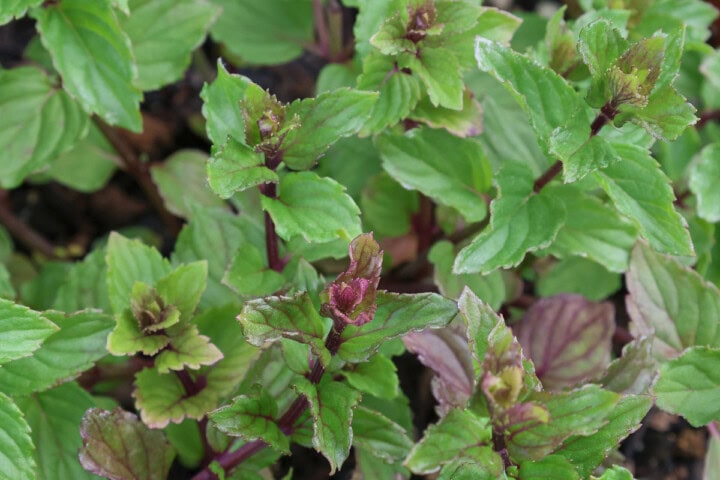 chewing gum mint plants