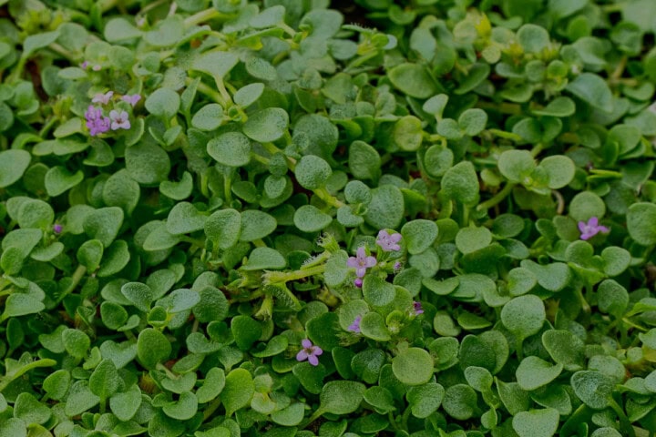 corsican mint plants