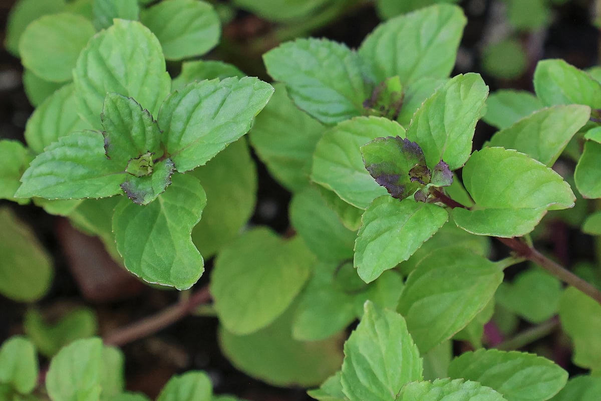 eau de cologne mint plants