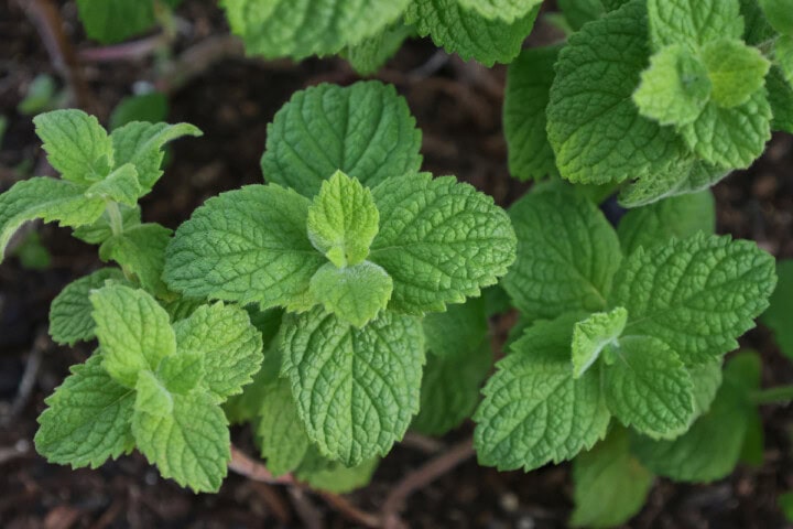 egyptian mint plants