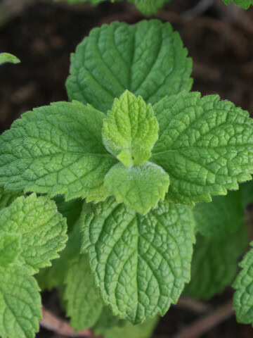 Egyptian mint plants, close-up