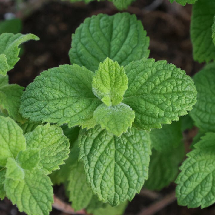 Egyptian mint plants, close-up