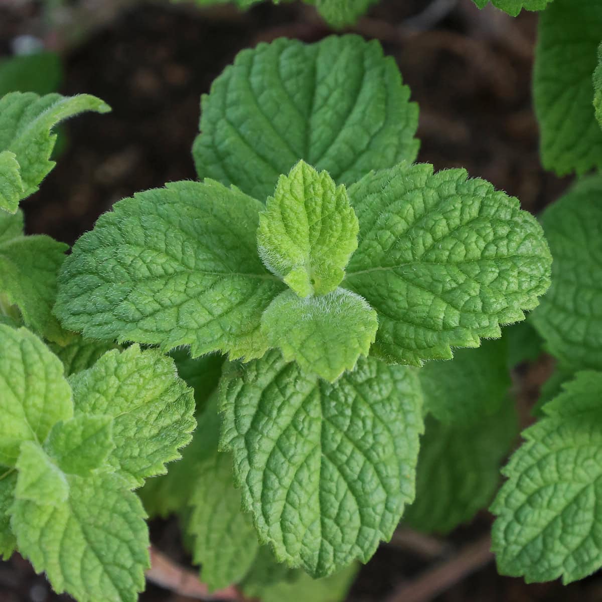 Egyptian mint plants, close-up