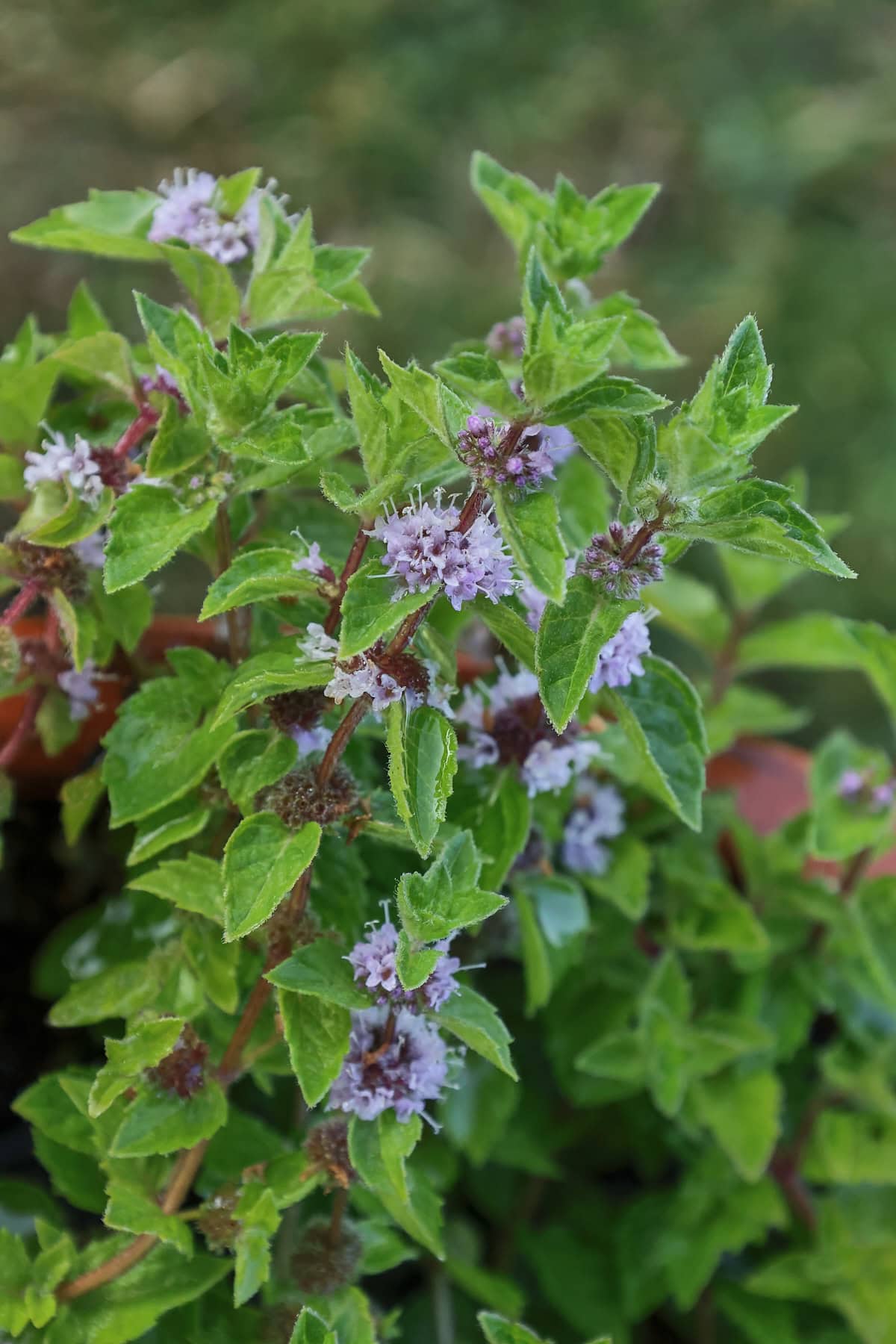 english mint plants