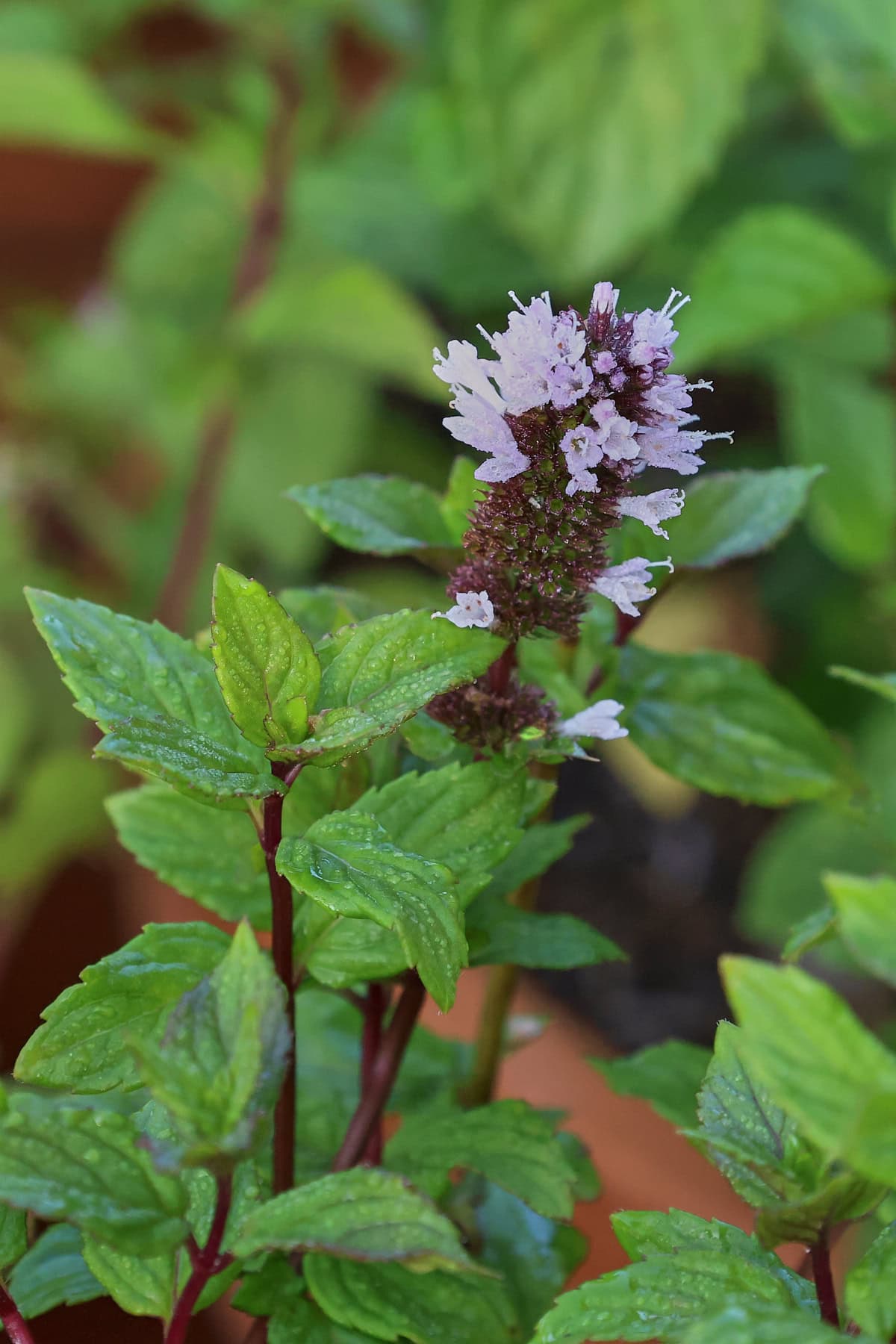 french peppermint plants