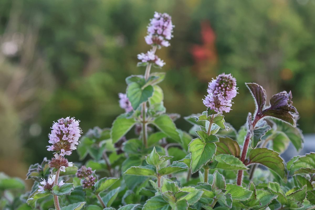 fruit sensations mint plants