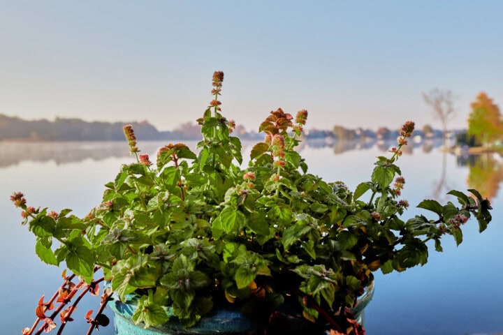 fruit sensations mint plants with frost