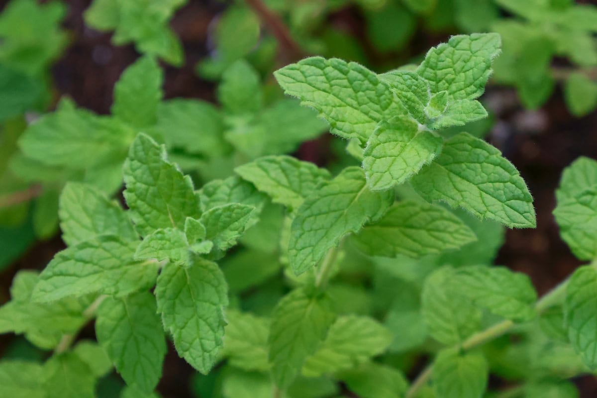 fuzzy chinese mint plants