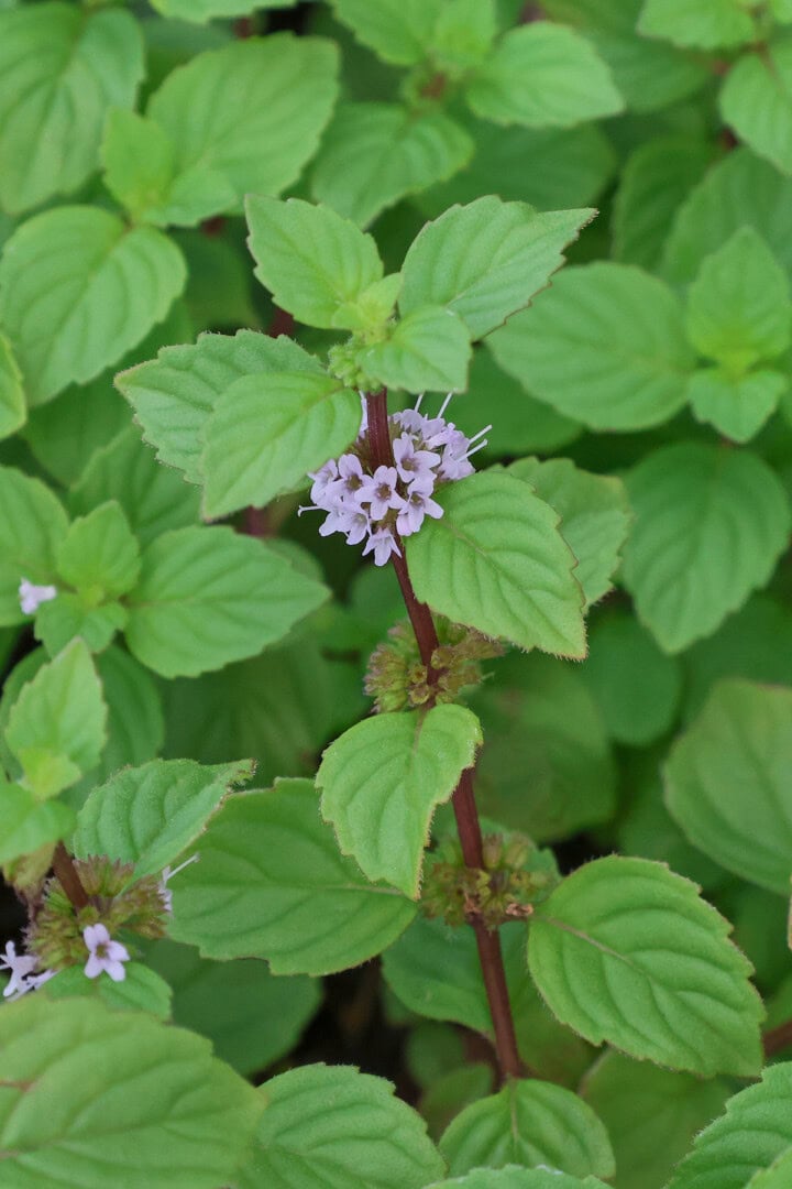 ginger mint plants