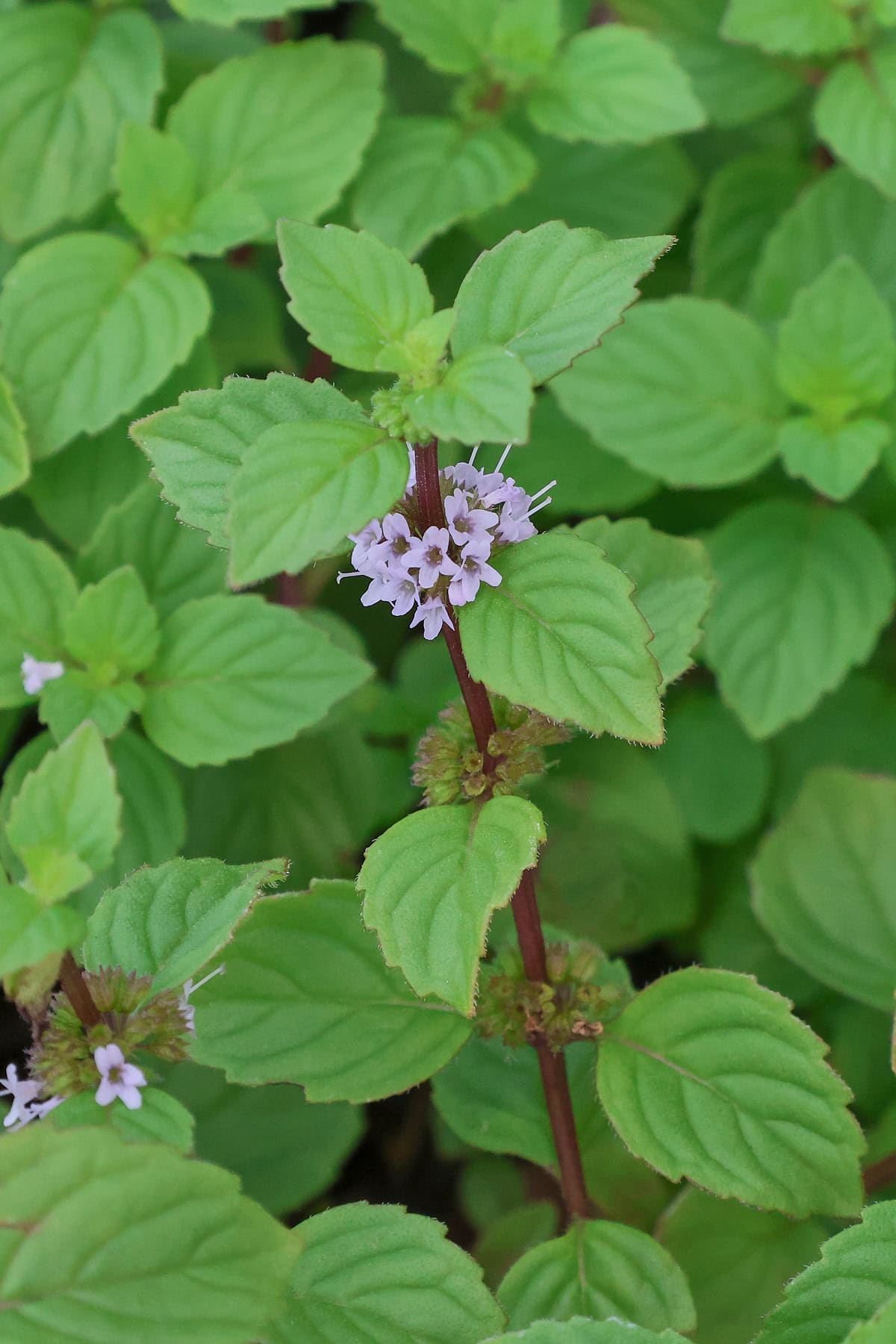 ginger mint plants