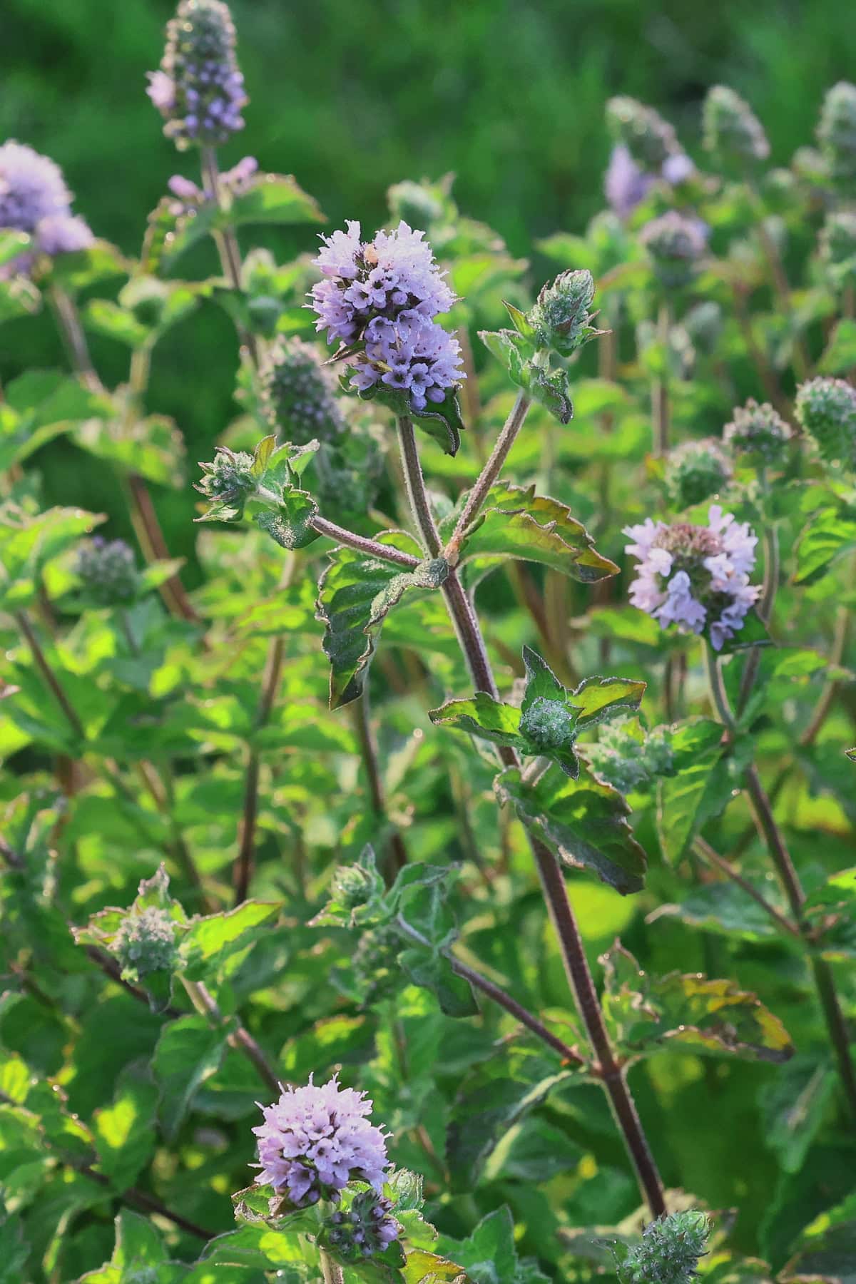 grapefruit mint plants