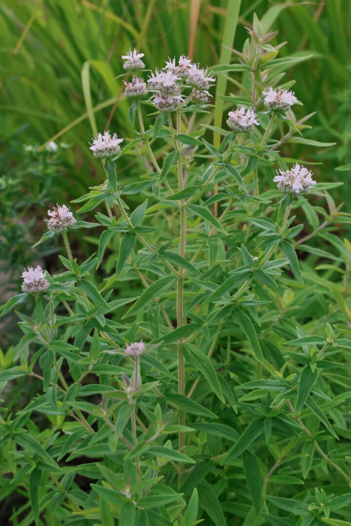 hairy mountain mint plants
