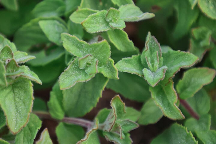 hillary's sweet lemon mint plants