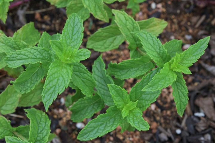 iced hazelnut mint plants