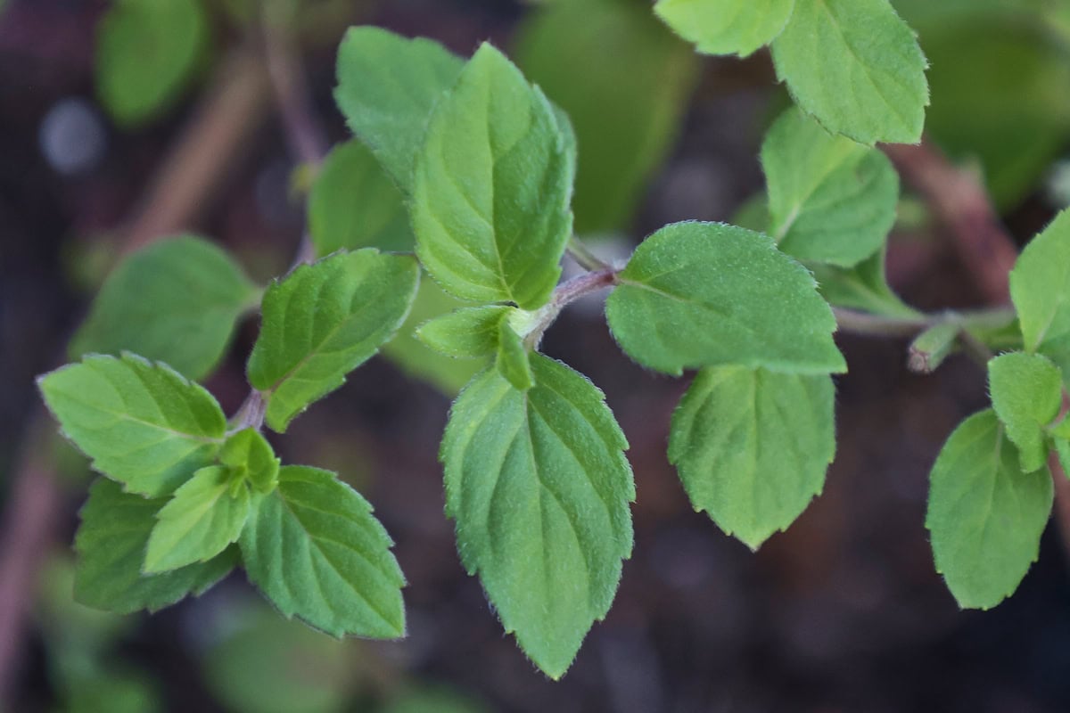 japanese field mint plants