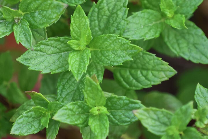 julep mint plants