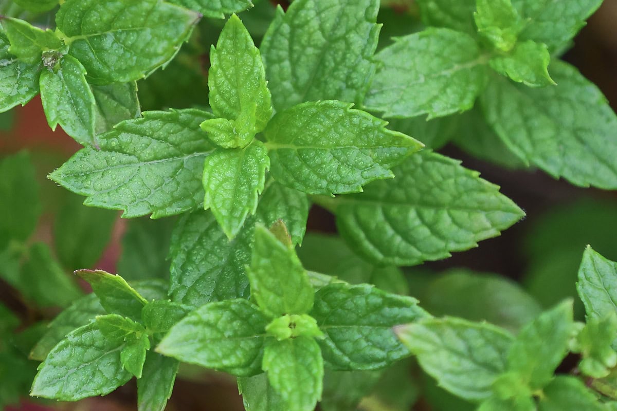 julep mint plants