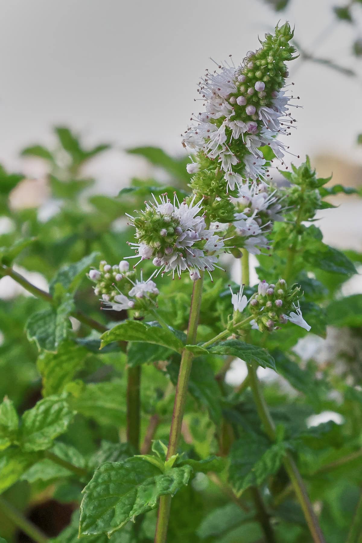 kentucky colonel mint plants