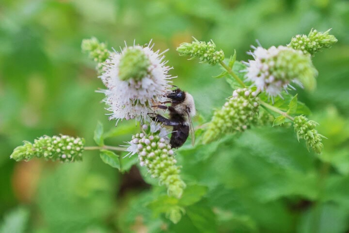 kentucky colonel mint plants with a bee on a flower