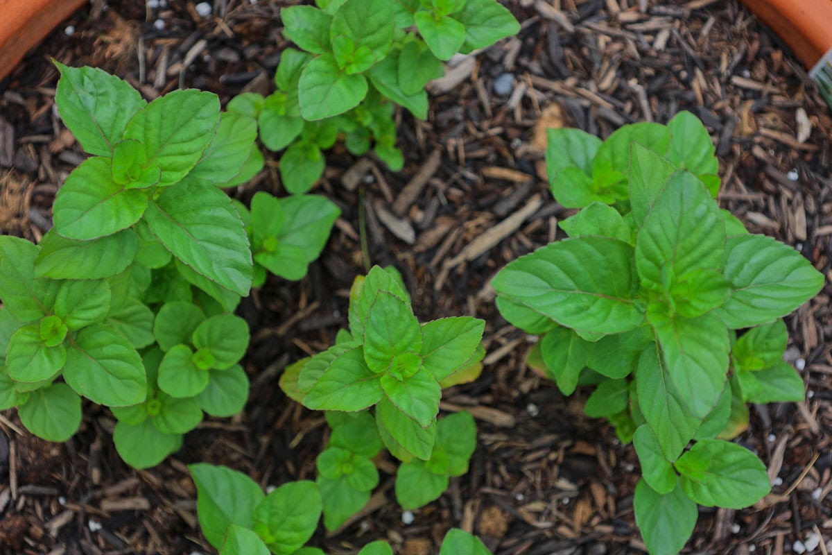 lavender mint plants